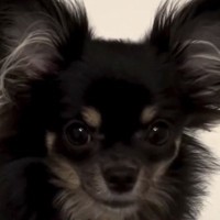 『黒い犬なんて飼うな』と言っていたおばあちゃん→帰省で連れて行った結果…『まさかの展開』に反響「毛色なんてどうでもいい」「よかった」