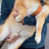 お出かけで、行き先が『動物病院』だと気付いた犬→抱っこで運ばれた結果…緊張感が伝わる『表情』に5万いいね「泡吹いてて笑う」「可愛すぎる」