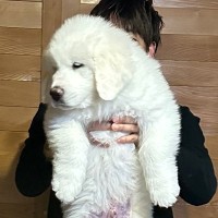 生後2ヶ月の赤ちゃん犬→すくすく育ち、8ヶ月後…『衝撃的なサイズ』に成長した光景に3万いいね「スピード違反レベルｗ」「やる気ない顔好き」