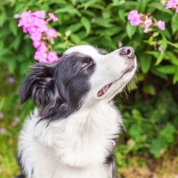 犬の『鼻』知られざる役割5つ　ワンコが持つ優れた機能やニオイに敏感がゆえの注意点まで