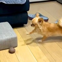 段差を上ろうとする犬→なぜかすぐに動かずに…？まさかの『念入りすぎるイメトレ』が面白すぎると86万再生「めちゃ慎重ｗ」「笑いすぎた」