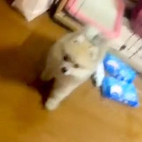 親が2キロ程度の赤ちゃん犬→『小型犬だし、小さく育つかな』と思ったら…予想を遥かに超える『衝撃の成長』が30万再生「でかｗ」「先祖返り」