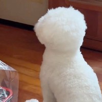 ドアの前で『ママの帰り』を待つ犬→ようやく帰ってきて…あまりにも尊い後ろ姿と『6時間ぶりの再会の瞬間』が話題「愛おしいね」