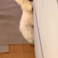 キッチンで『犬のごはん』を作っていたら、何やら視線を感じて…集中できない『まさかの行動』が3万再生「半分出てて草」「目力ハンパないｗ」