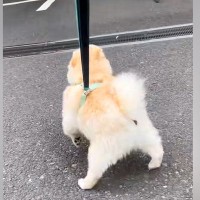 『推しのおじさん』にどうしても会いたい犬→職場まで見に行った結果…愛があふれだした『再会の光景』が21万再生「相思相愛だ」「ほっこり」