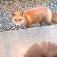 実家に遊びにきたら『野生のキツネ』が出現→犬が窓越しに…絵本の世界のような『貴重な交流』が97万再生「素敵な光景」「仲間と思ったのかな」