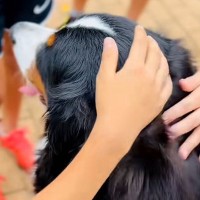 『なでなでしてもいい！？』散歩中、小学生の男の子たちと遭遇した大型犬→「なんやこの尊い空間…」「全員いい子」微笑ましい光景が95万再生