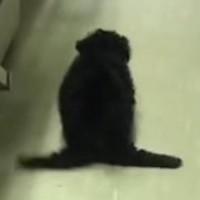 後ろ足が動かず『ペンギンのように歩く子犬』→医師からは『歩けない』と言われ…思わず涙する『奇跡の光景』に反響「頑張ったね」「見違えた」