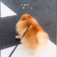 『お散歩だ！』とウキウキのポメラニアン→行き先が『病院』と気付いた瞬間に…まさかの逃亡を図る光景が118万再生「わかりやすｗｗ」と爆笑