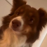 朝の4時半、毎回飼い主を起こしにくる犬→なかなか起きないでいたら…キレてしまう光景が47万再生「どんどん激しくなってるｗ」「可愛いｗ」