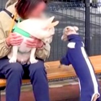 『悪質な割り込みの手口…』全く知らない人の上に乗る犬→強引すぎる『まさかの行動』がSNSで話題「手慣れてて草」「私にもして」と79万再生