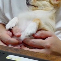 リモートワーク中、甘えにきた犬→仕事を中断して撫でてあげた結果…作業にならない『幸せな表情』に反響「とろけてるｗ」「全部が可愛い」と絶賛