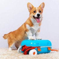 犬を他人に預ける時にすべき事前準備とは？預ける相手への配慮や愛犬に安心してもらうためにできることまで