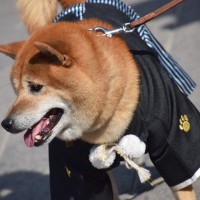 愛犬と『初詣』必ず知っておくべき4つのマナー　トラブルに対する備えや注意点まで解説