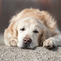 犬が飼い主に『呆れている』ときに見せる行動5選　愛犬が幻滅しているサインや信頼してもらう方法まで