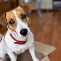 『飼育が大変な小型犬』4選　飼うのが難しいと言われる理由や知っておくべき性質まで