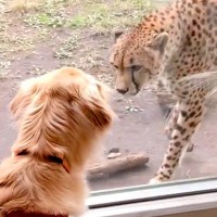 動物園でチーターと出会った大型犬→お互いに恋に落ちて…種を超えた『まさかの光景』に反響「ドラマティックｗ」「次に会うのが楽しみだね」
