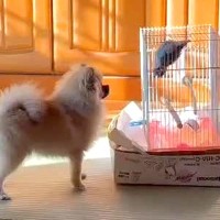 犬が『実家のインコ』と出会った結果…あまりにも尊い『会話しているかのような光景』が77万再生「エモい…」「泣けちゃった」とSNSで話題