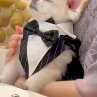 結婚式に参加し、席に着く犬→『緊張してしまうかな』と思いきや…予想できなかった『まさかの光景』が230万再生「招待したいｗ」「羨ましい」