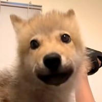 あどけない顔つきをした『狼犬の赤ちゃん』→５ヶ月後…別犬のような『カッコよすぎる成長』が77万再生「もののけ姫を思い出した」「早すぎ」