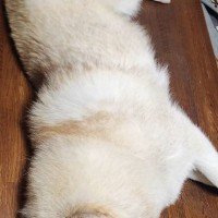 仕事中、母親から『犬の様子』が送られてきて…留守番中にみせた『まさかの行動』が25万表示「サイズぴったりで笑った」「まな板の上みたいｗ」