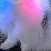 夜の公園で『イルミネーション見れた』と会話するカップル→可愛すぎる『まさかの光景』に3万いいね「イヌミネーション」「通りすがりたい」