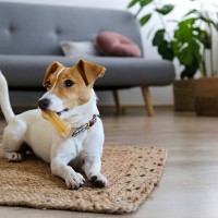 犬がモノを隠す『6つの心理』オヤツやおもちゃを隠そうとする理由や止めてほしいときの対処法まで