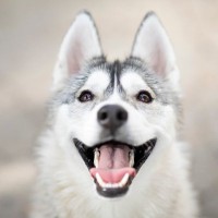 犬がみせる『幸せ』サイン4選　幸福感が高まっているときにみせる仕草や喜びを感じてもらう方法まで