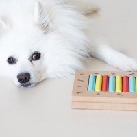 犬に『知育玩具』は必要なの？おもちゃを与えるメリットや選ぶときのポイントまで解説