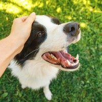 犬が『撫でるのをやめないで』と思っているときの行動8つ　見逃したくないアピールや催促への対処法まで