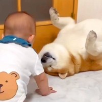 本当の兄弟のような『赤ちゃんと2匹の犬』がSNSで話題　何をされても怒らない『愛に溢れた光景』が17万再生「微笑ましい」「なんて優しい」