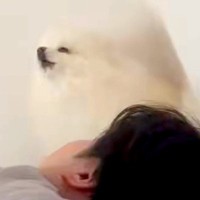 どうしてもお父さんを起こしたい犬→寝ている顔のすぐ隣で…まさかの『独特な起こし方』に２万いいね「エンジン吹かしてるみたい」「歌可愛いｗ」