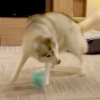 ハスキー犬にボールを投げたら→野球選手並みの『豪速球』で投げ返してくる光景が16万表示「トルネード投法ｗｗｗ」「コントロール良くて草」