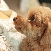 犬が飼い主の前で『ため息』をつく心理5つ　ネガティブな意味だけじゃない？適切な対応まで
