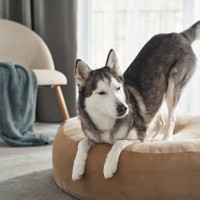 犬が『布団をホリホリする』理由4選　何度も掘っているけど大丈夫？止めさせる方法まで