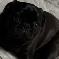 腰痛で寝ていた飼い主→目が覚めると、犬が…泣けてくる『優しさに溢れた行動』に3万いいね集まる「何往復もしたと思うと…」「優しい子」と絶賛