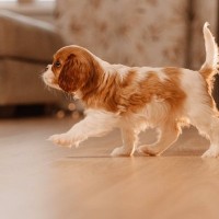 犬が『飼い主を探している』ときの行動５選　意外なサインや不安な気持ちを落ち着かせるコツまで