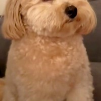 喧嘩中、仲裁しにきた犬→眠たくなりすぎて…仲直りするしかない『予想外の光景』が28万再生「喧嘩どうでもよくなるｗ」「撮影会始まっちゃう」