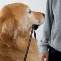ママが散歩に誘うと大喜びする犬→お兄ちゃんが誘ったら結果…あからさまな『態度の違い』に爆笑「相手を選んでて草」「わかりやすｗ」と7万再生
