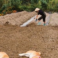 畑仕事をする小学生の男の子→2匹の柴犬が寝転がり…情緒あふれる『素敵な光景』に10万いいね集まる「ふかふかだろうな」「気持ちよさそう」