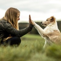 犬が『あなたは仲間だよ』と伝えているときのサイン4つ　家族にみせる行動や信頼してもらう方法まで