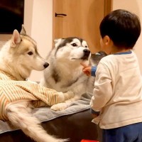 喧嘩中の大型犬たち→1歳の男の子が勇気を出して『ケンカはダメ！』と伝えた結果…応援したくなる光景が16万再生「頼もしい」「みんな可愛い」