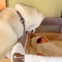 赤ちゃんを溺愛している大型犬→来客があると、守るかのように…家族愛を感じる『素敵な行動』が14万再生「頼もしい」「完璧なボディーガード」