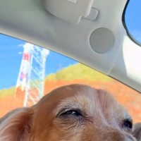 車の助手席に乗る『16歳の老犬』→一生懸命に『お話』してくれて…ずっと続いてほしい『尊すぎる光景』が56万再生「表情が最高」「幸せそう」