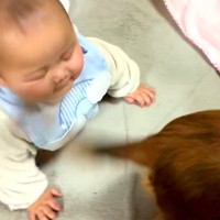 赤ちゃんが『犬のしっぽにぶつかりまくった』結果→嫌がるかと思ったら…『まさかの反応』が尊すぎると話題「可愛いｗ」「幸せな気持ちになる」