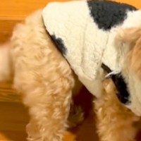 家に帰ったら『寝起きの犬』がお出迎えしてくれて…尊すぎる『おかえりなさいの光景』が24万再生「健気で泣けてくる」「平べったくてかわちい」