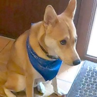 外食へ行くため、犬に『お留守番』を頼んだ結果→玄関で…愛おしい拒否と『帰宅時の熱烈歓迎』に反響「健気でかわいい」「一緒に行きたいね」