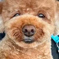 トリミングサロンで『いつものでお願いします』と頼んだ結果、帰ってきた犬が…まさかのヘアスタイルが51万再生「寿司屋の大将で草」「爆笑ｗ」