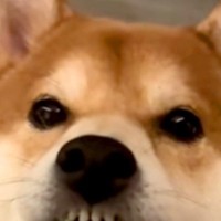 キッチンではしゃいでいた犬→唇が乾いてしまい…思わず笑ってしまう『まさかの表情』が15万再生「なんでそうなったｗ」「私もなる」と爆笑