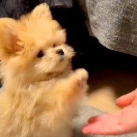 あまりしっぽを振らない子犬→『感情が分かりづらい』と思いきや…とんでもなく可愛い『喜びの表現方法』が22万再生「うさぎ？ｗ」「キュン」